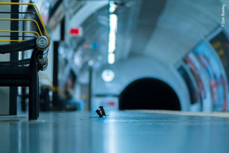 Fotografía de ratoncitos peleando en el metro gana concurso en Londres