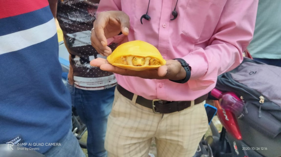 Encuentran extraña tortuga amarilla en India