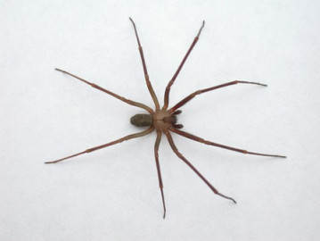 Descubren una nueva especie de araña violinista 
