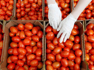 Busca Dpto. de Comercio reactivar antidumping al jitomate mexicano