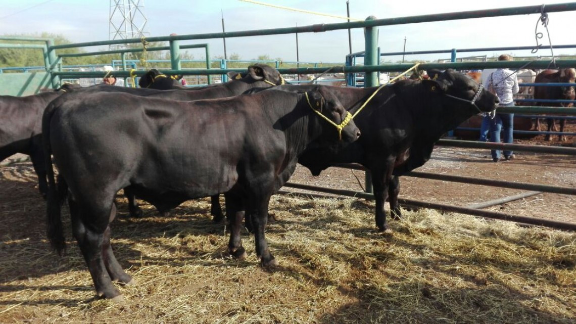 Apoya Gobierno tamaulipeco a ganaderos 