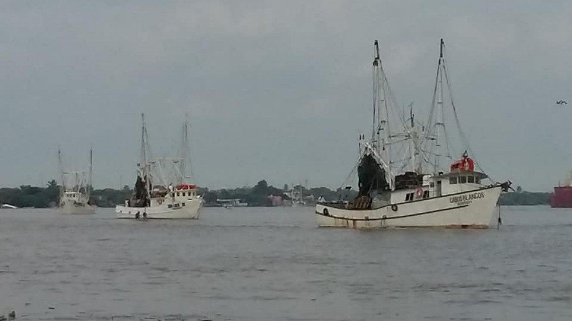 Despicadoras confían en que no se alargue más la veda en altamar