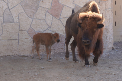 El Zoológico de Nuevo Laredo suma más de 90 nacimientos y destaca su compromiso con la conservación animal