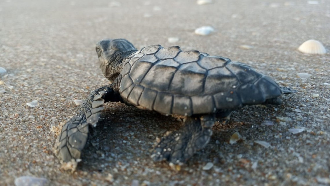 Despide Tamaulipas a la Tortuga Lora
