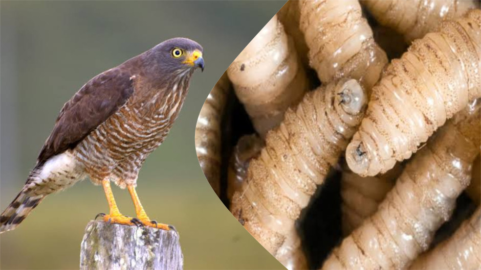 México enfrenta 390 nuevos brotes de gusano barrenador; confirman primer caso en fauna silvestre