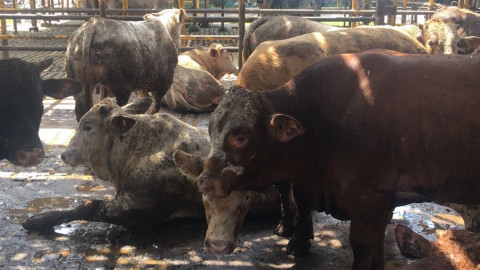 Actúa PGR ante denuncia por uso de clembuterol en Rastro