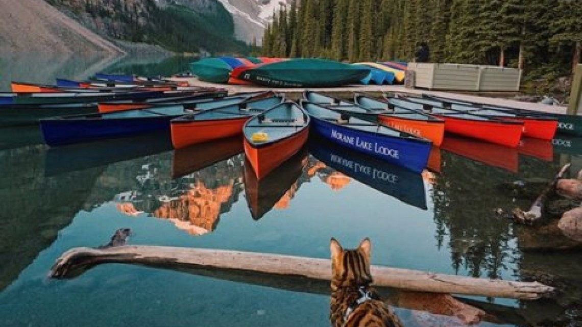 Suki el gato que viaja por el mundo más que todos nosotros 