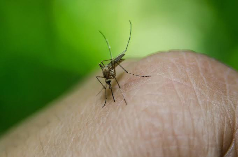 La participación ciudadana factor decisivo para combatir el dengue