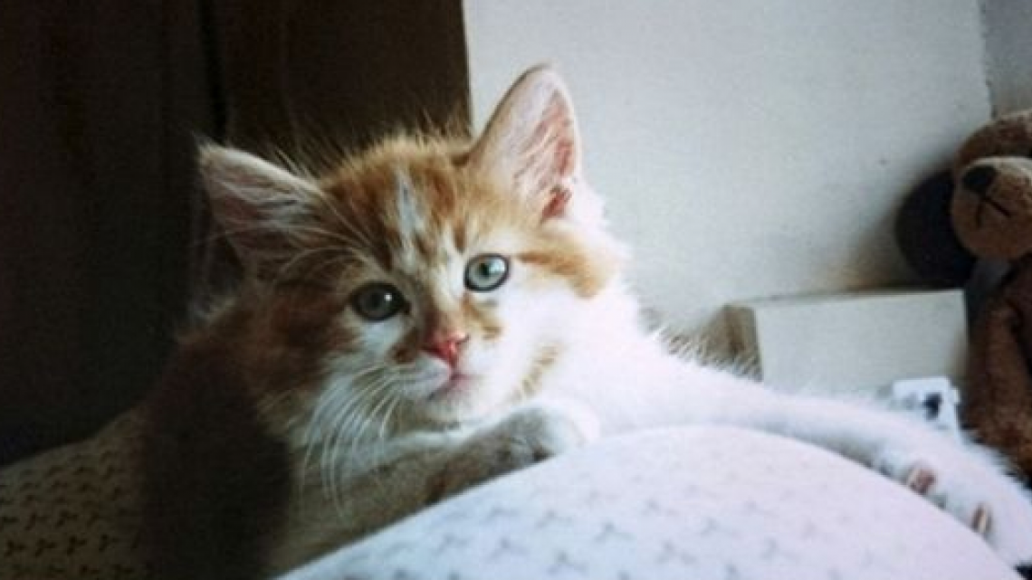 Este gatito cumplió ¡30 años!
