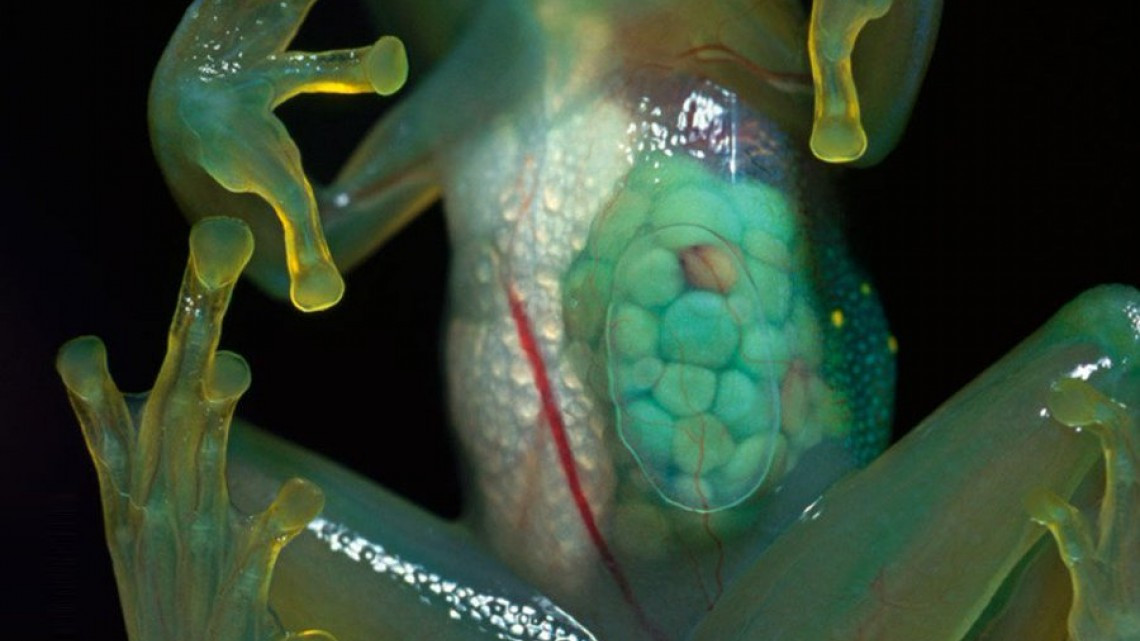 Animales transparentes que parecen fantásticos pero no lo son