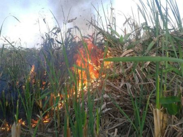 A investigación incendios forestales y de tules