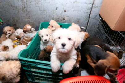 Prohíbe Francia venta de perros y gatos en tiendas 