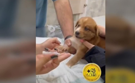Perrito se hace viral por hacer gran drama al hacer vacunados