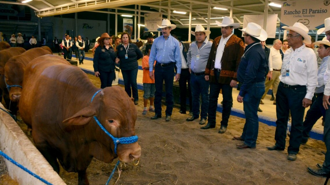 Presentan Primera Muestra Nacional de Beefmaster en Feria Tamaulipas 2017