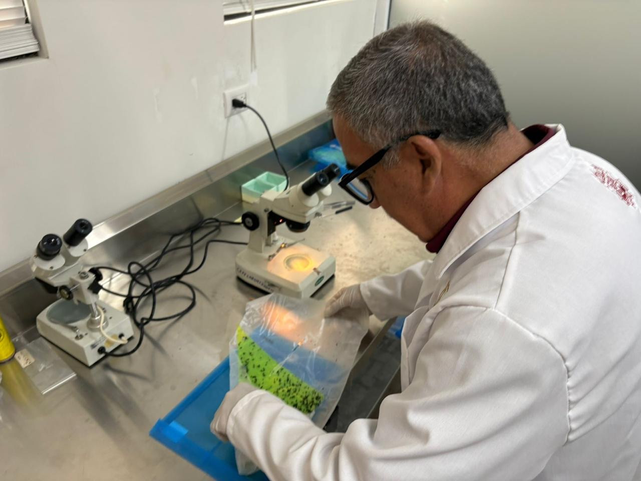 Refuerzan monitoreo sanitario contra la mosca del gusano barrenador