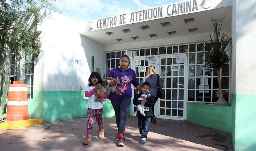 Desabasto de vacuna antirrábica a nivel nacional