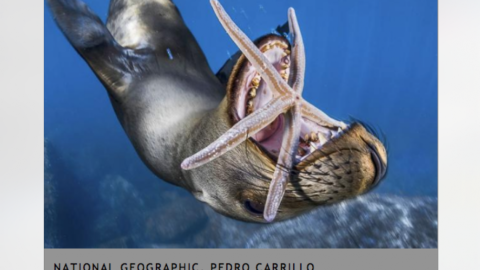 Conoce a los ganadores del NatGeo Nature 2017