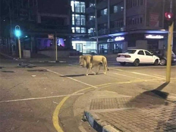 “Vladímir Putin ha soltado tigres y leones para que la gente se quede en casa”