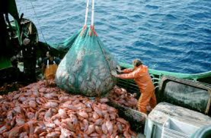 Disminuye producción de especies marinas por cambios del clima 