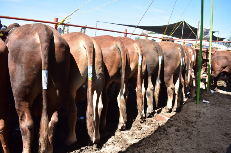 Continúa con éxito programa de Mejoramiento Genético Tam 2018