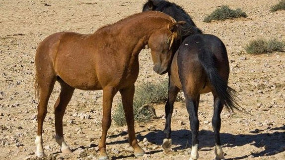Decenas de caballos salvajes mueren de sed en la ola de calor de Australia