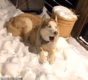 Perrita husky ladra un '¡No!' cuando su dueña le dice que es hora de irse a la cama