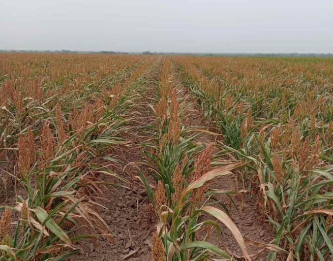 Otro mal año para la siembra de sorgo