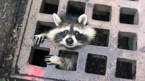 ¡Enhorabuena! Rescantan a mapache que quedó atrapado en coladera