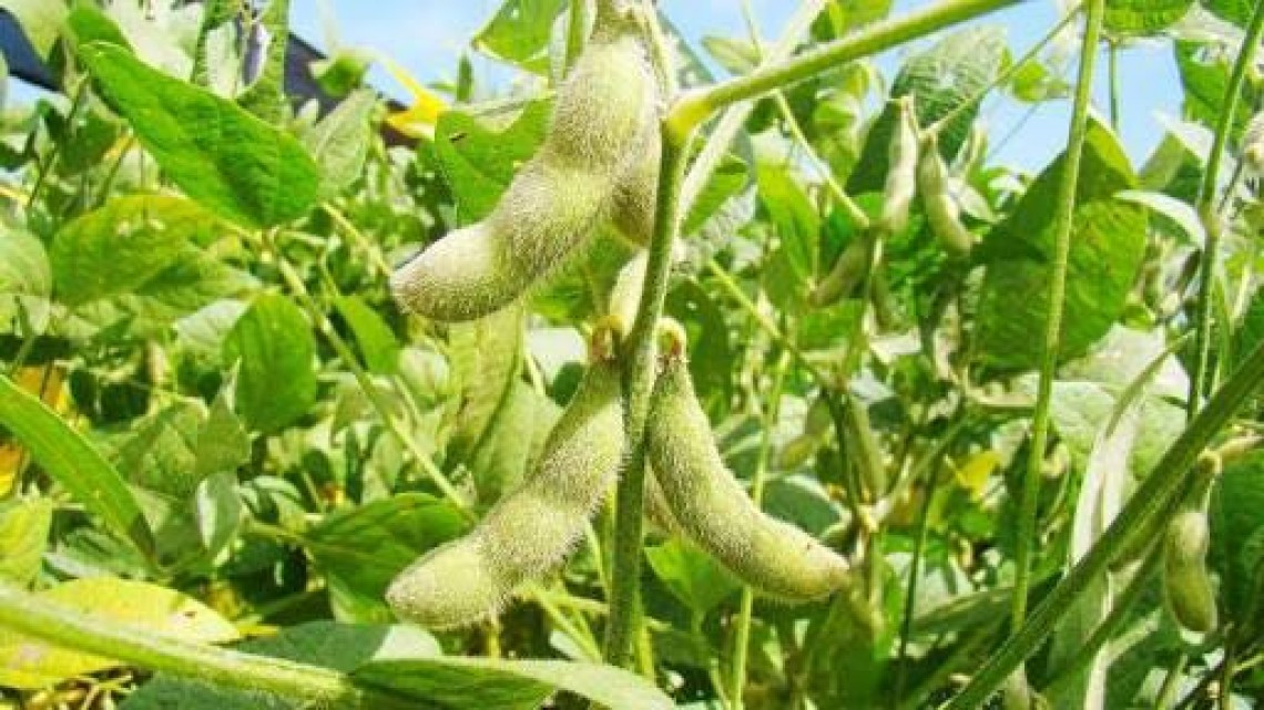 Productores agrícolas piden se les paguen los incentivos por siembra 