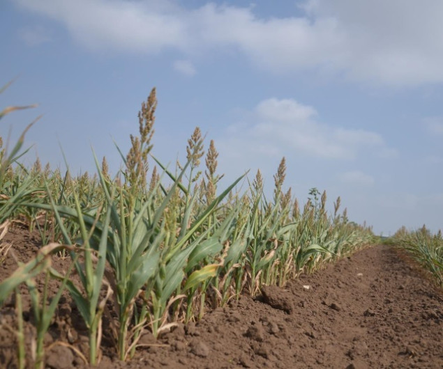 Agricultores temen sembrar sorgo en Matamoros 