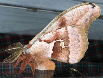 Causa terror la 'tarántula con alas' en redes sociales
