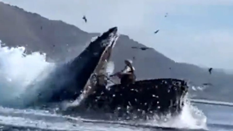 ¡Sorprendente! Ballena se traga a dos mujeres en California