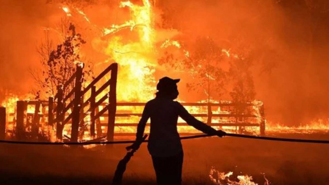 Al menos un 1.000 millón de animales muertos por incendios en Australia