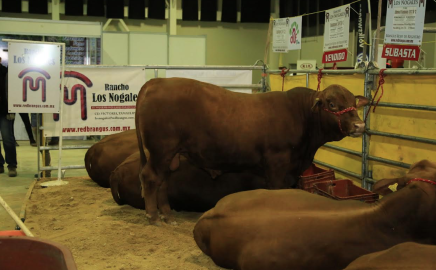 Da inicio programa de Mejoramiento Genético Tam 2020
