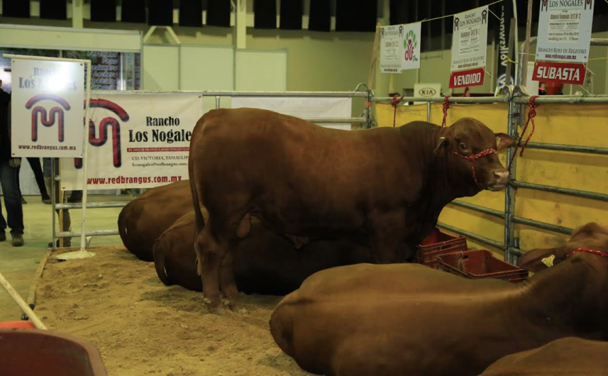Da inicio programa de Mejoramiento Genético Tam 2020