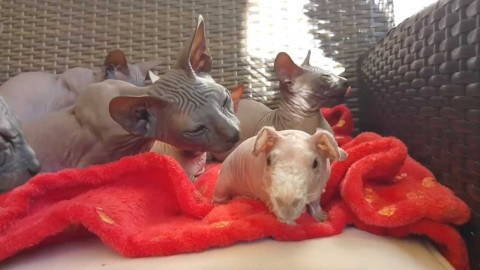 Cuyo es adoptado por gatos esfinge al no tener pelo 