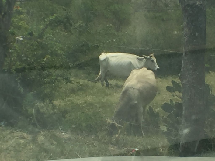 Sector ganadero recibe apoyos del gobierno municipal, para mejorar la producción en la zona