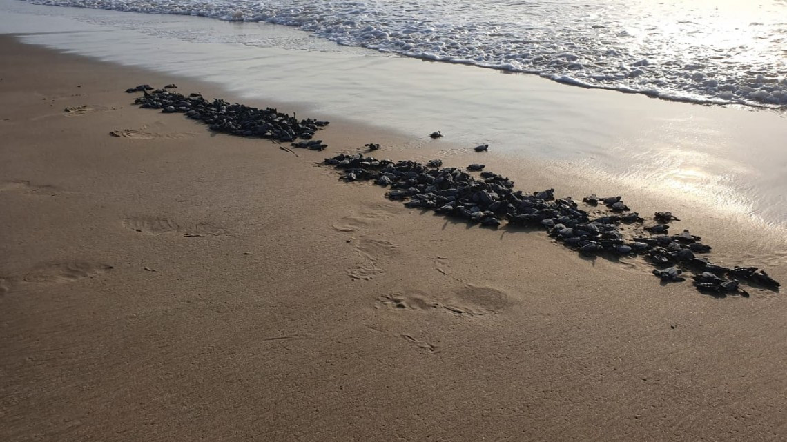 Despide Tamaulipas a la Tortuga Lora
