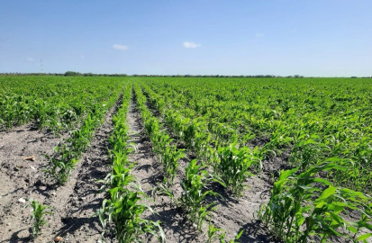 Campesinos esperan lluvias para asegurar buena cosecha de sorgo