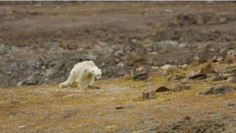 "Así es el hambre": el sobrecogedor vídeo de un oso polar moribundo en el Ártico