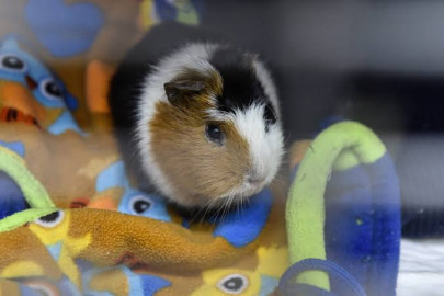 Hong Kong sacrificará miles de hámsters tras contagiarse de Covid-19