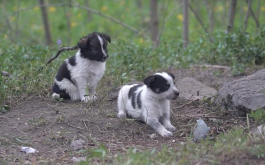 Explosión nuclear en Chernóbil, dejó en soledad a miles de perros 