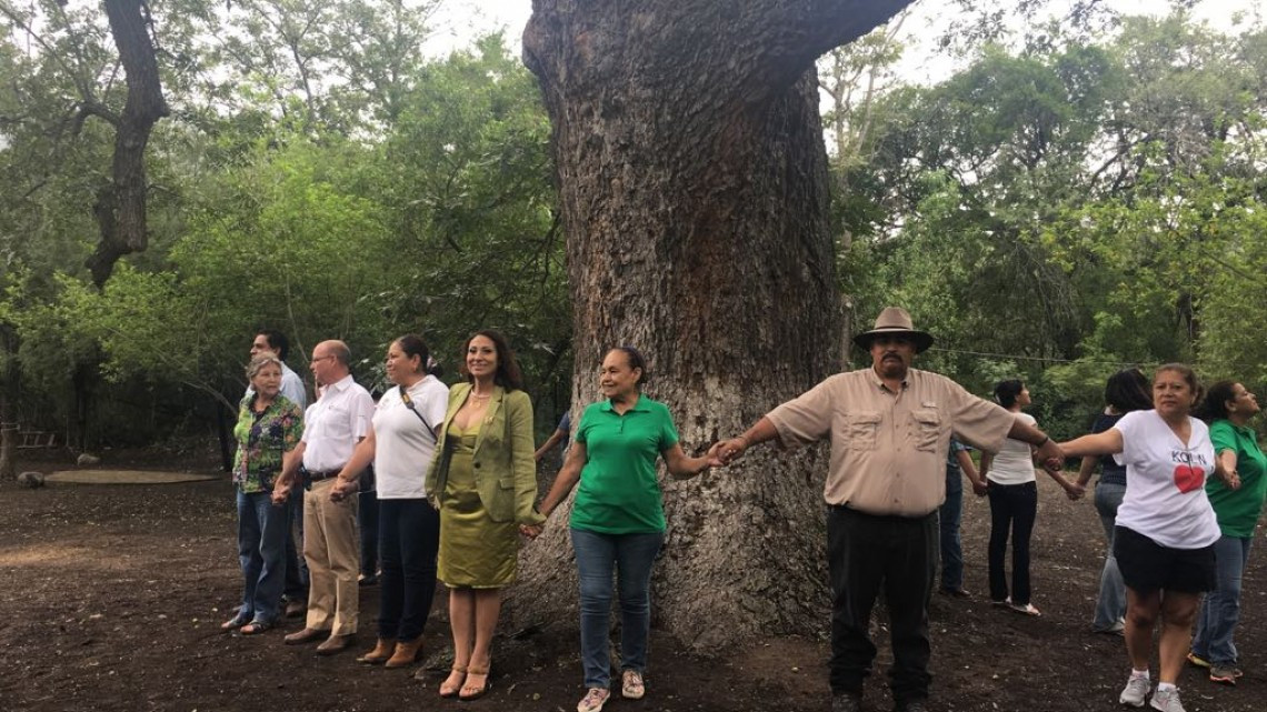 Conmemoran Día del árbol junto a "El abuelo" 