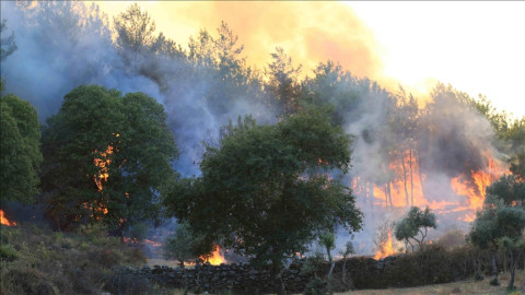 Casi 100 incendios provocan 15 muertos y decenas de heridos en Argelia