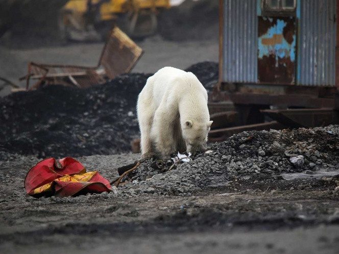 Hallan oso polar hambriento en una ciudad de Rusia