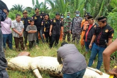 Cocodrilo gigante se come a niño en Indonesia