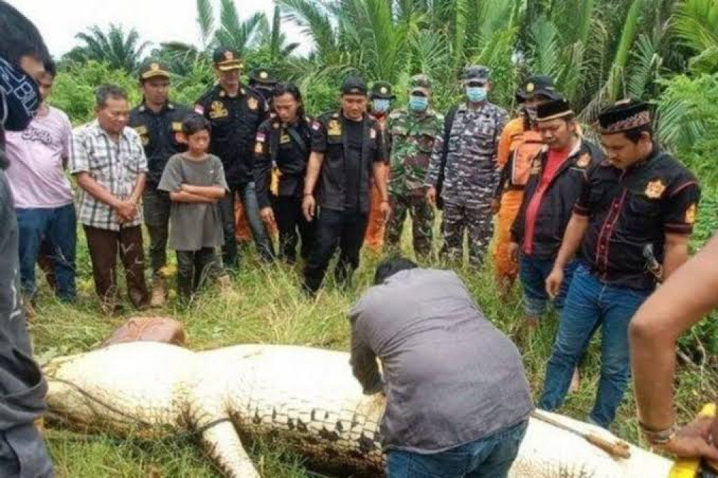 Cocodrilo gigante se come a niño en Indonesia