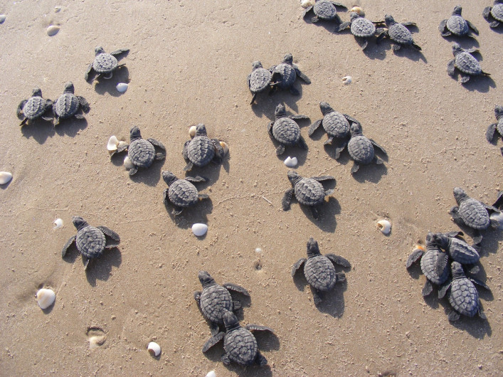 Apoya IPN a preservar tortuga lora