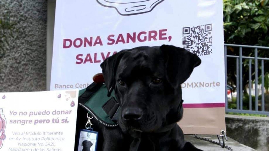 ¡Cuco te invita a donar sangre! 