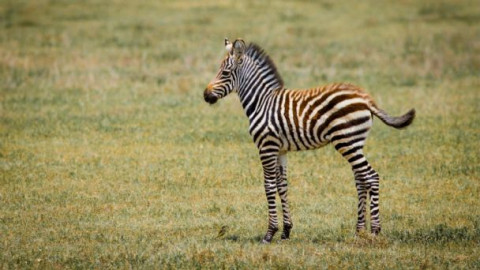 Tras un susto por fuegos artificiales muere una cebra bebé
